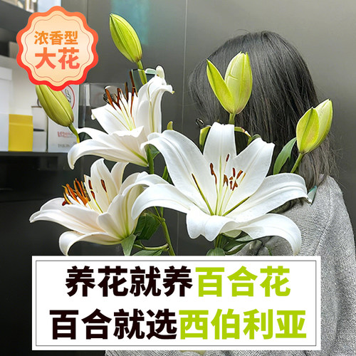 花点时间新鲜香水百合云南直发昆明基地鲜切花重瓣百合花水养插花 - 图0