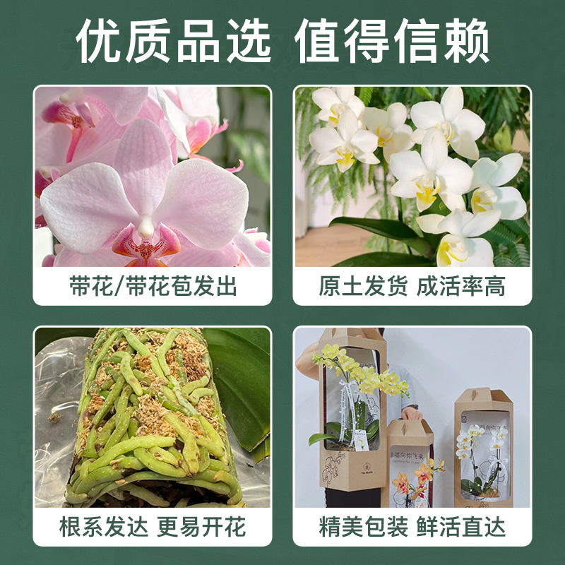 花点时间蝴蝶兰盆栽带花办公室室内阳台花卉绿植兰花带苞好养易活,淘宝优惠券,粉丝福利购,淘宝优惠卷