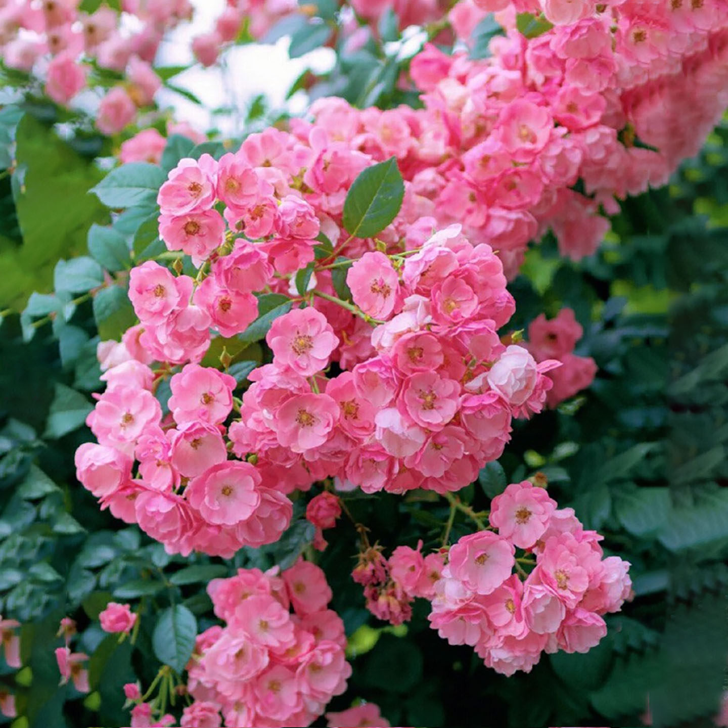 安吉拉藤本月季花大苗盆栽丰花多头阳台庭院爬藤蔷薇花苗多季开花,淘宝优惠券,粉丝福利购,淘宝优惠卷