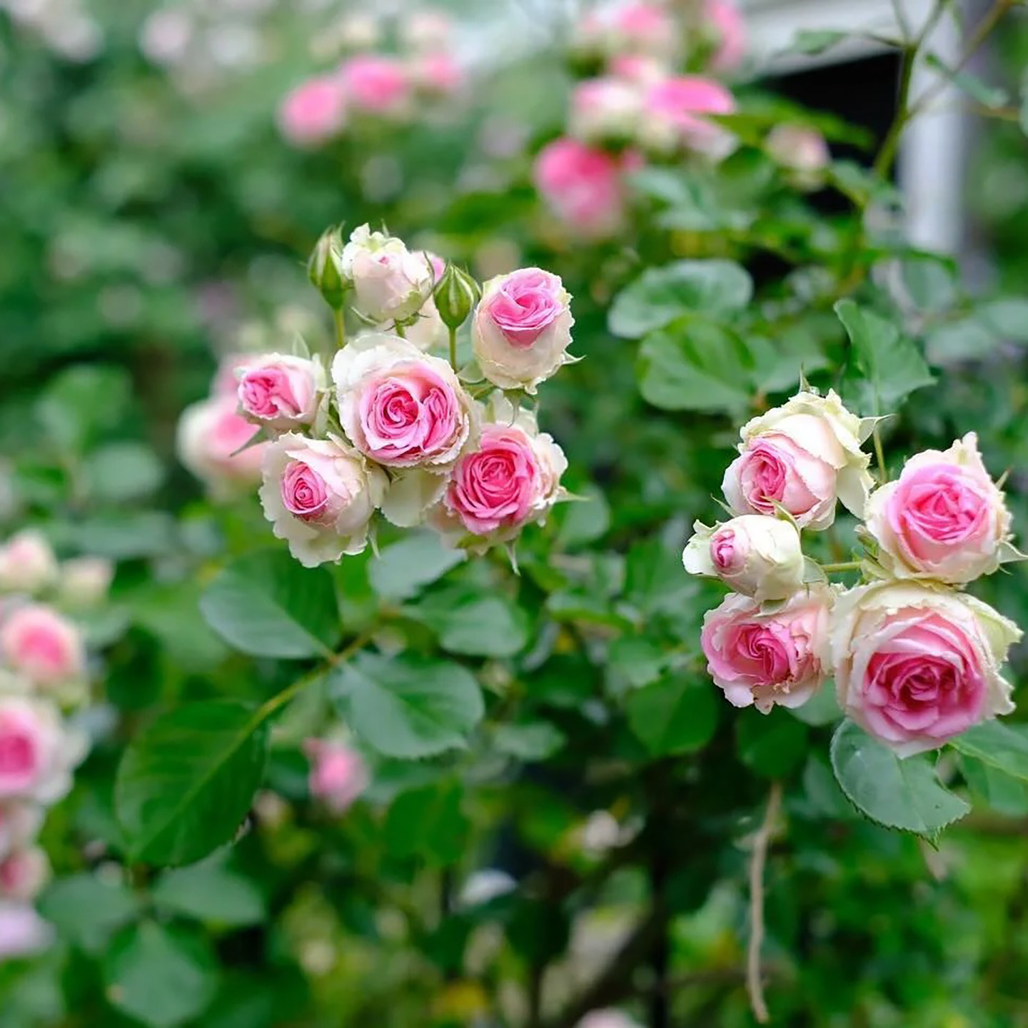 藤本月季花苗藤小伊甸园阳台庭院爬藤绿植花卉玫瑰植物四季藤小伊,淘宝优惠券,粉丝福利购,淘宝优惠卷