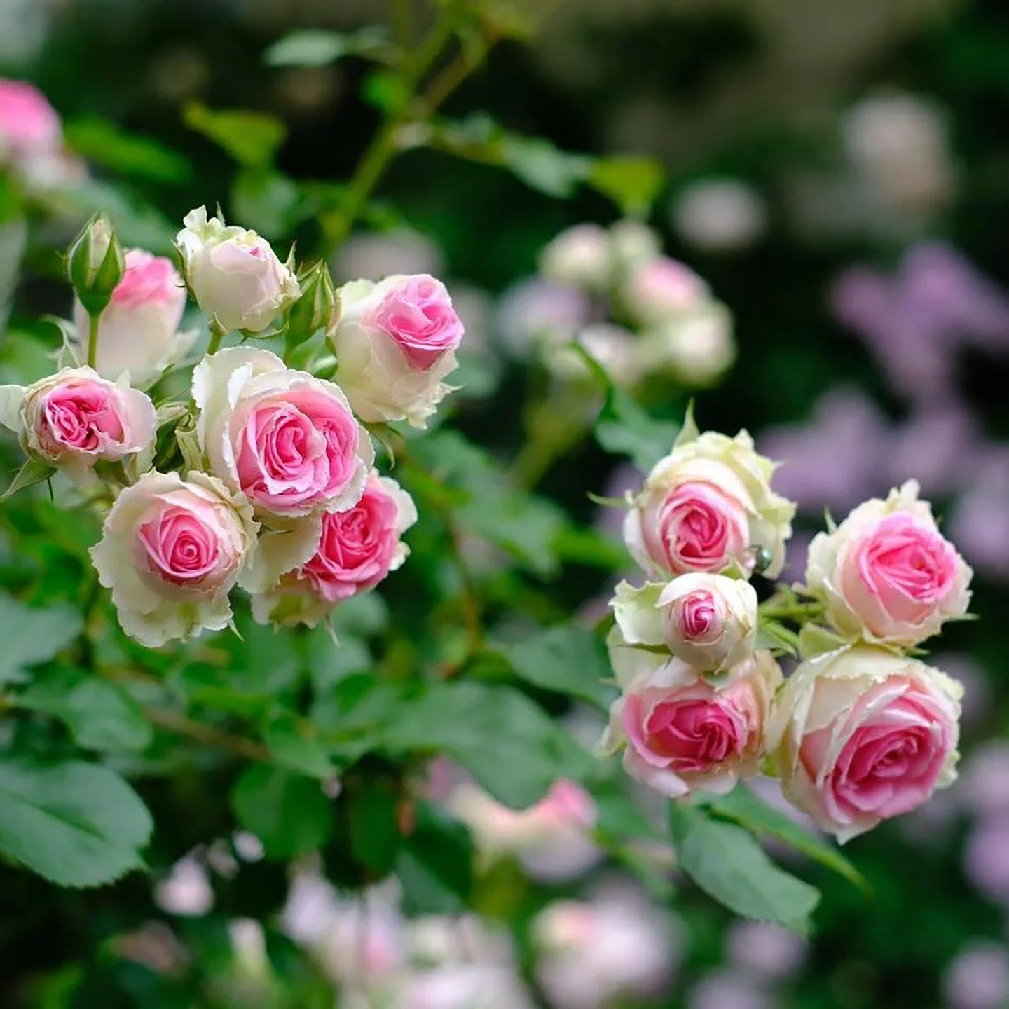 藤本月季花苗藤小伊甸园阳台庭院爬藤绿植花卉玫瑰植物四季藤小伊,淘宝优惠券,粉丝福利购,淘宝优惠卷