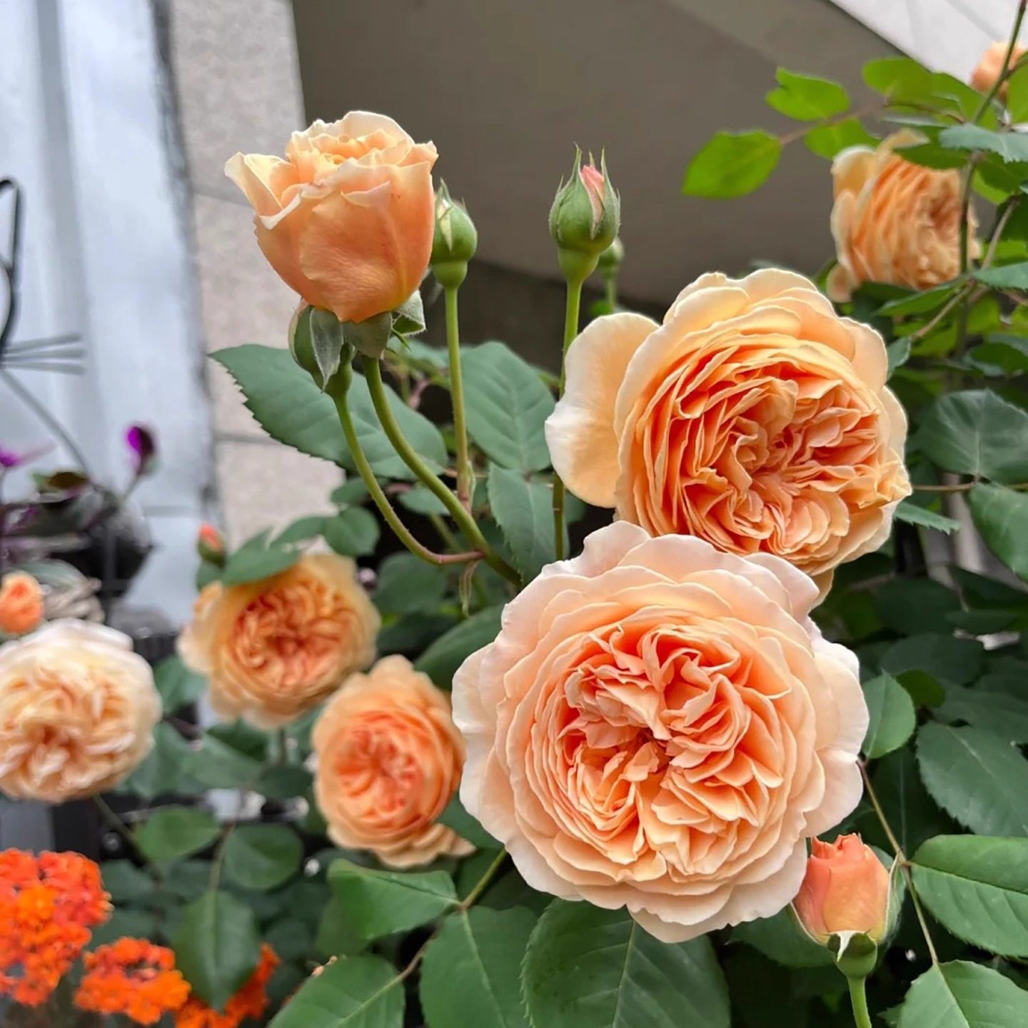 粉龙沙宝石爬藤蔷薇花苗庭院拱门藤本月季多季特大花玫瑰阳台植物,淘宝优惠券,粉丝福利购,淘宝优惠卷