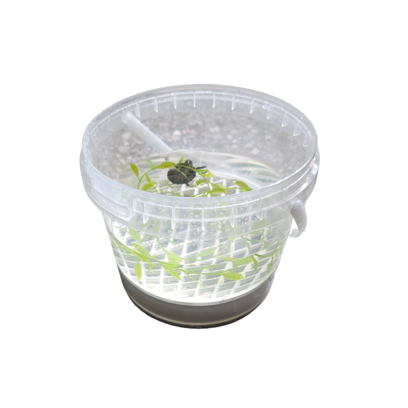 龟苗饲养桶养龟盒养龟专用缸小乌龟带苗透明桶带隔板底漏乌龟盒,淘宝优惠券,粉丝福利购,淘宝优惠卷