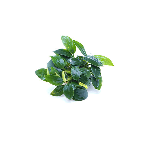 迷你水榕辣椒榕迷你榕幽灵蓝精灵沉木造景小缸微型缸阴性水草易养 - 图3