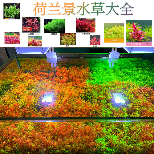 水草缸后景荷兰景血宫廷绿宫廷印度小竹节紫红丁香绿菊新手水草 - 图1