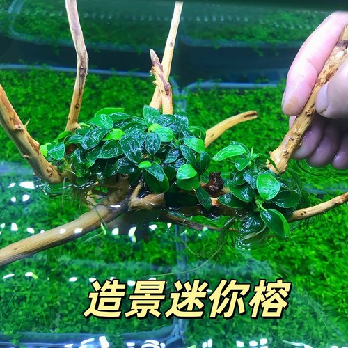 迷你水榕辣椒榕迷你榕幽灵蓝精灵沉木造景小缸微型缸阴性水草易养 - 图2