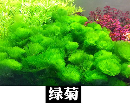水草缸后景荷兰景血宫廷绿宫廷印度小竹节紫红丁香绿菊新手水草 - 图0