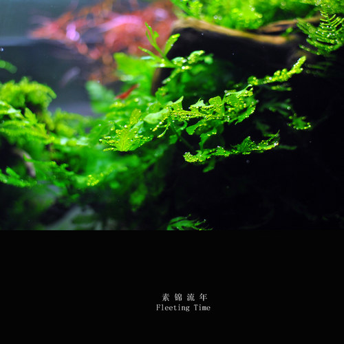 矮种黑木蕨黑木蕨细叶铁叉叶水下叶阴性水草沉木水草无需二氧化碳 - 图1