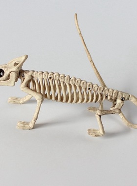 仿真化石标本动物骨骼青蛙蜥蜴