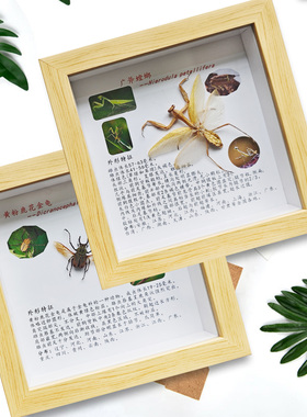 图文详情介绍昆虫标本科普相框