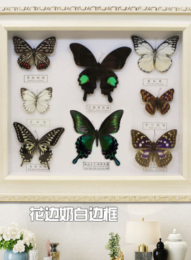 标本昆虫立体相框工艺挂件教学