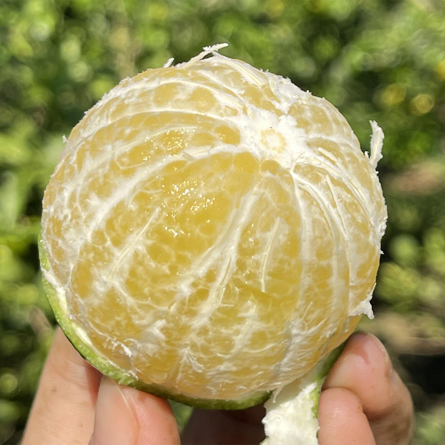 2025广西皇帝柑大果当季10斤新鲜贡柑橘桔子水果时令整箱蜜桔现摘 - 图2