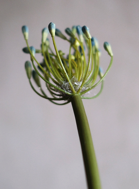 轻奢复古百子莲花苞仿真花束