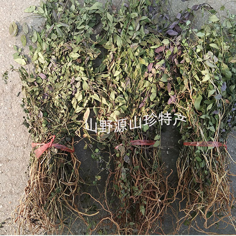 来马回 瓜子金草干品勒马回 乱马回二月花惊风草中草药250克 优质 - 图1