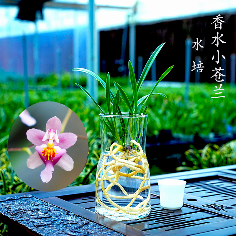 5种颜色水培香水小苍兰花苗红粉室内浓香花卉耐寒植物冬季带花苞 - 图0