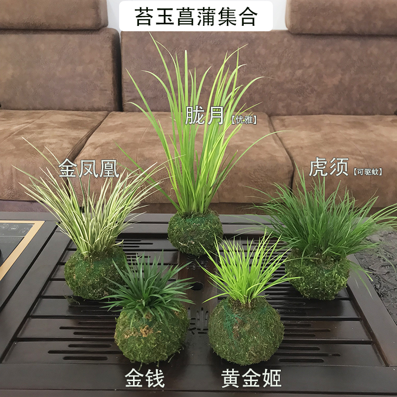 苔藓球小盆栽微型盆景水培植物绿植办公室内迷你花卉盆栽文竹菖蒲 - 图0