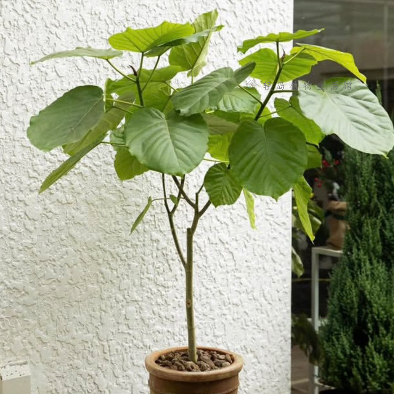 爱心榕伞榕心叶榕棒棒糖室内客厅办公室内净化空气观叶绿植物盆栽,淘宝优惠券,粉丝福利购,淘宝优惠卷