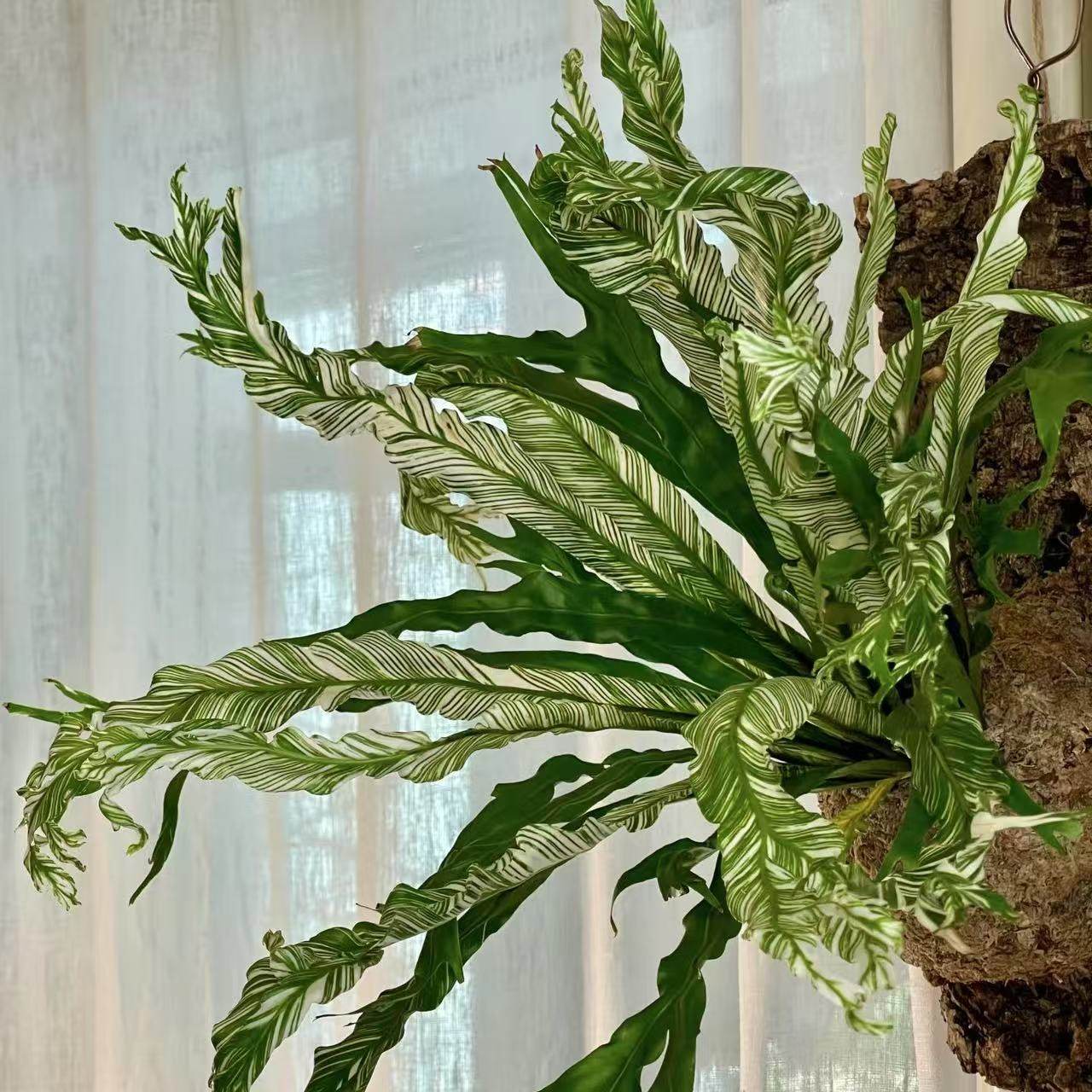 白锦鸟巢蕨白月光花叶板植挂墙室内好养耐阴锦化植物ins网红盆栽,淘宝优惠券,粉丝福利购,淘宝优惠卷