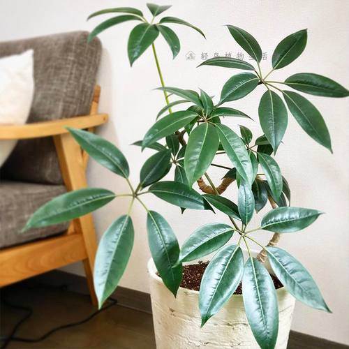 日本大叶伞保罗室内盆栽绿植物水培净化空气北欧风好养耐阴耐热 - 图1