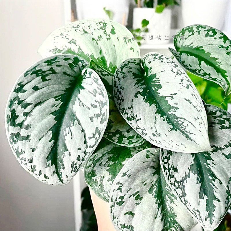 大叶小叶银斑葛花叶绿萝盆栽好养办公室内桌面绿植物长藤垂吊水培,淘宝优惠券,粉丝福利购,淘宝优惠卷