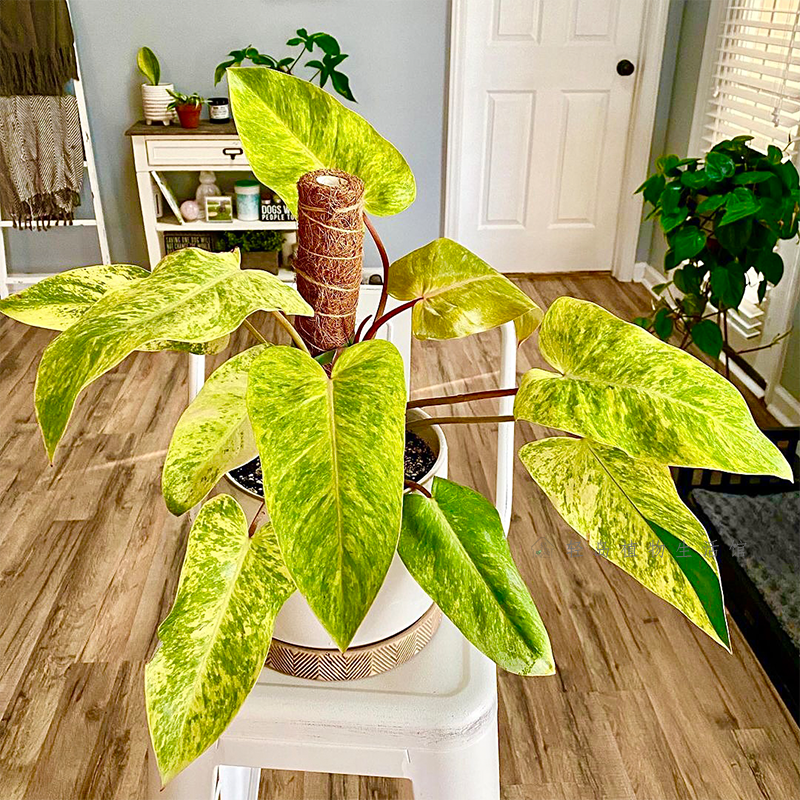 油画女郎蔓绿绒ins风室内阳台客厅网红观叶植物盆栽好养净化空气,淘宝优惠券,粉丝福利购,淘宝优惠卷