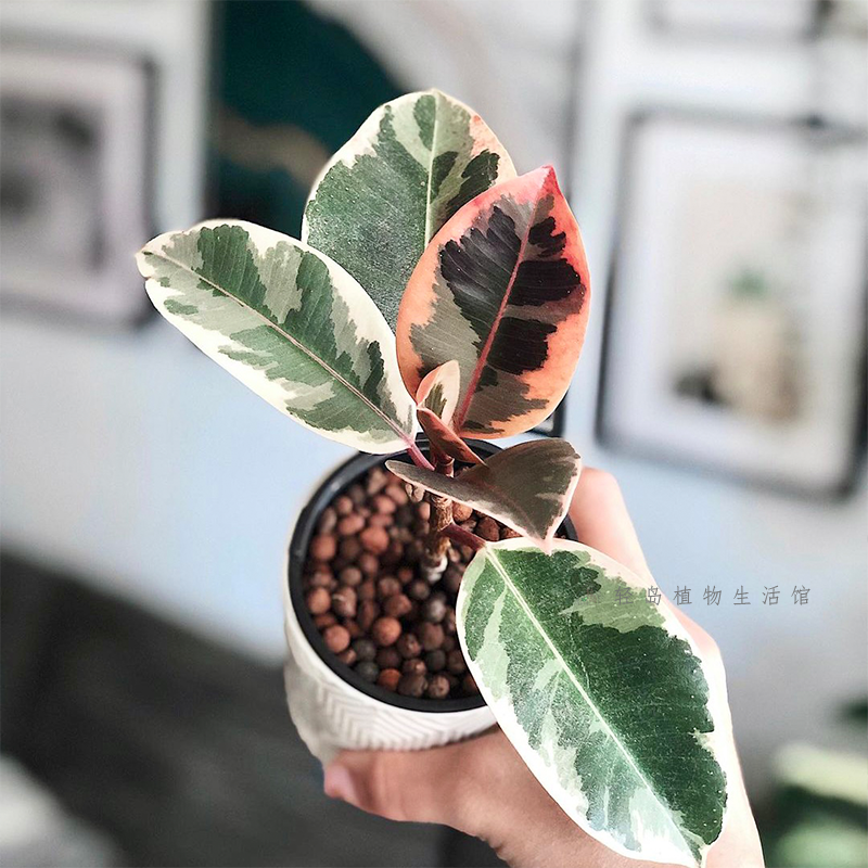 花叶橡皮树花金刚红关公黑金刚坦尼克盆栽阳台客厅常绿观叶植物,淘宝优惠券,粉丝福利购,淘宝优惠卷