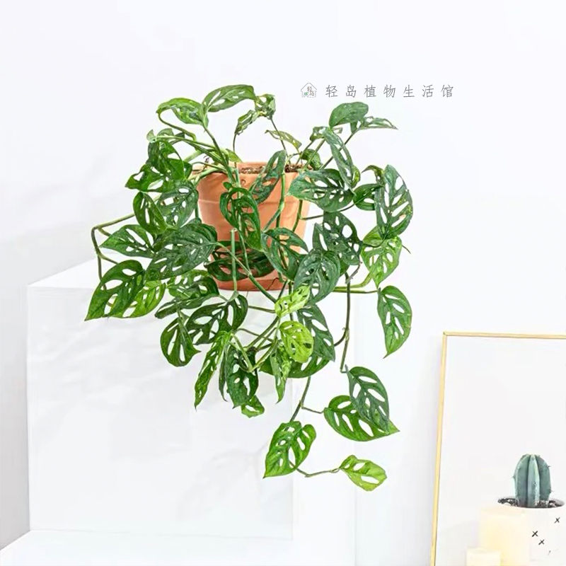 仙洞龟背竹米歇尔盆栽多孔爬藤室内喜阴绿植物水培净化空气,淘宝优惠券,粉丝福利购,淘宝优惠卷