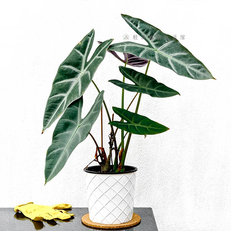 银脉剑叶海芋萨利安室内阳台天台花园好养大叶片大型热植新奇植物,淘宝优惠券,粉丝福利购,淘宝优惠卷