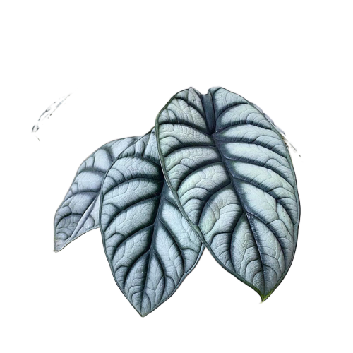 白犀牛海芋ins风网红进口绿植盆栽室内阳台观叶夏季窗台 轻岛植物 - 图3