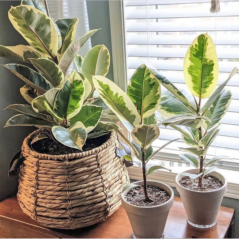 花叶橡皮树花金刚红关公黑金刚坦尼克盆栽阳台客厅常绿观叶植物,淘宝优惠券,粉丝福利购,淘宝优惠卷