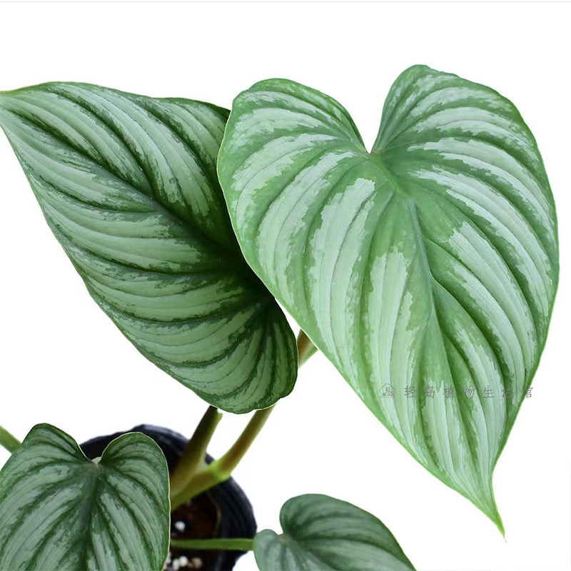 西瓜碧浪蔓绿绒哥伦比亚麦克道尔蔓绿绒室内好养绿植盆栽稀有热植,淘宝优惠券,粉丝福利购,淘宝优惠卷