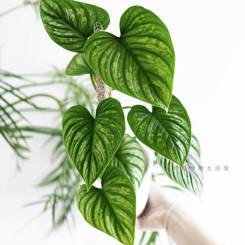西瓜碧浪蔓绿绒哥伦比亚麦克道尔蔓绿绒室内好养绿植盆栽稀有热植,淘宝优惠券,粉丝福利购,淘宝优惠卷