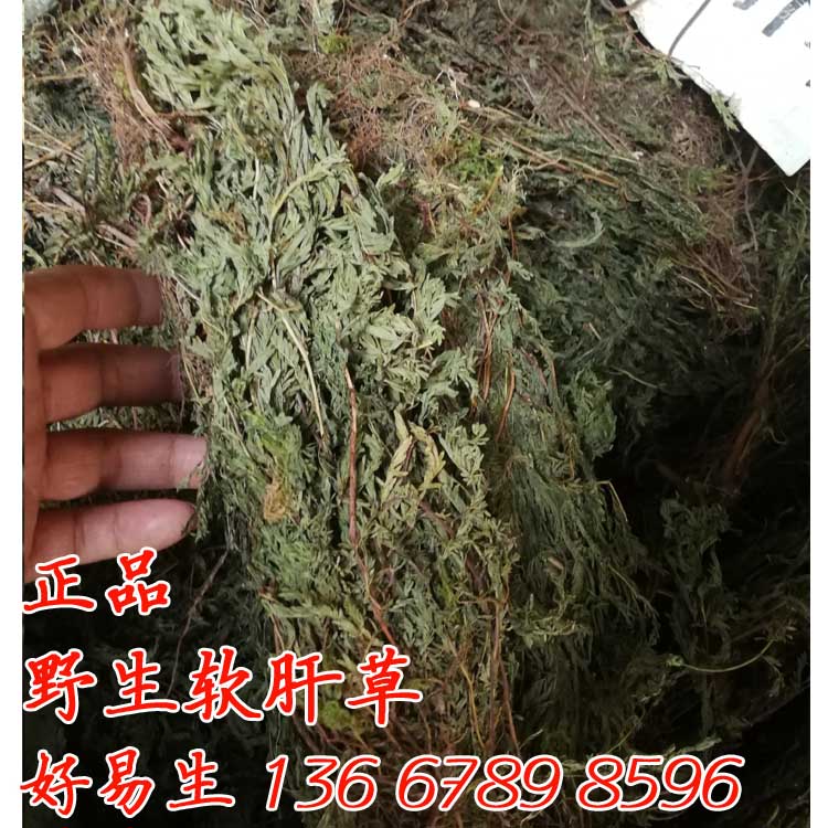 新货 野生软肝草 挑选铁甲草 整株 切段 广西可食用产品 泡茶煮水