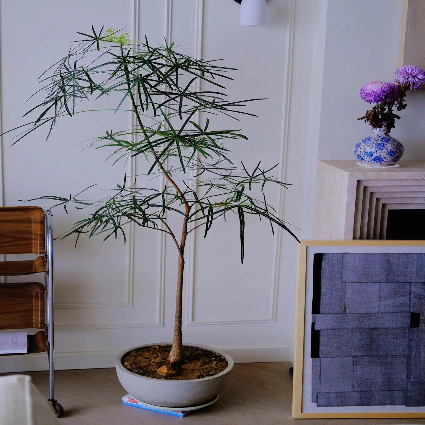 室内大型绿植澳洲佛肚树昆士兰盆栽民宿高级感阳台客厅植物侘寂风,淘宝优惠券,粉丝福利购,淘宝优惠卷