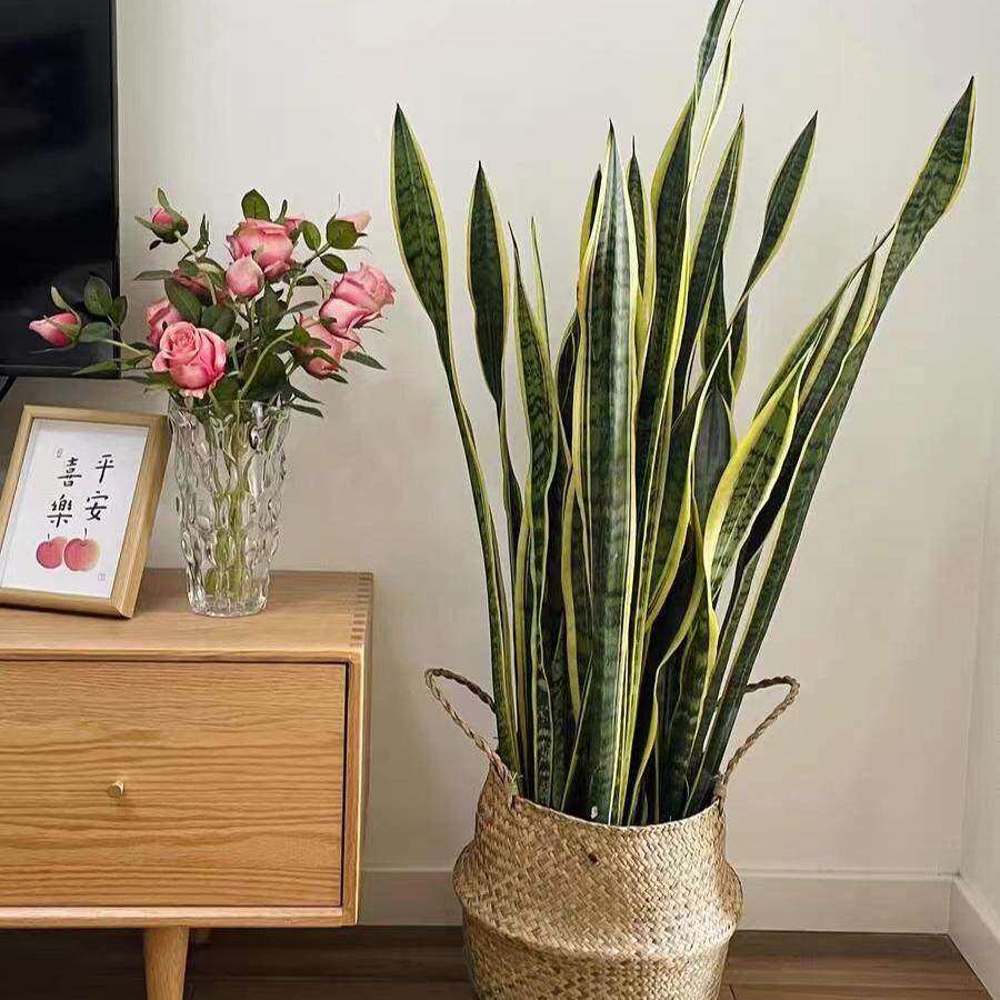 金边虎皮兰大型盆栽绿植乔迁开业送礼客厅阳台净化空气除甲醛植物,淘宝优惠券,粉丝福利购,淘宝优惠卷