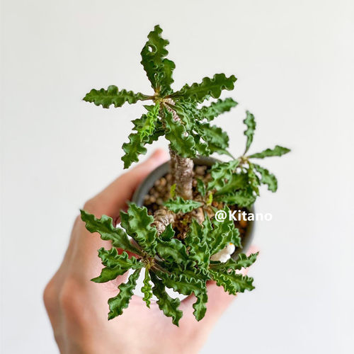 皱叶麒麟块根多肉植物 大戟科防辐射室内造景窗台绿植花卉 - 图1