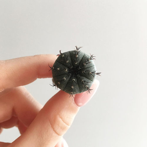 实生艳姬士童仙人球开花小型仙人掌多肉植物室内防辐射小盆栽桌面 - 图1