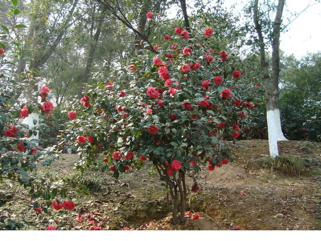 耐冬茶花树苗山茶油茶树苗茶梅盆栽花卉道路庭院种植四季常青包邮 - 图3