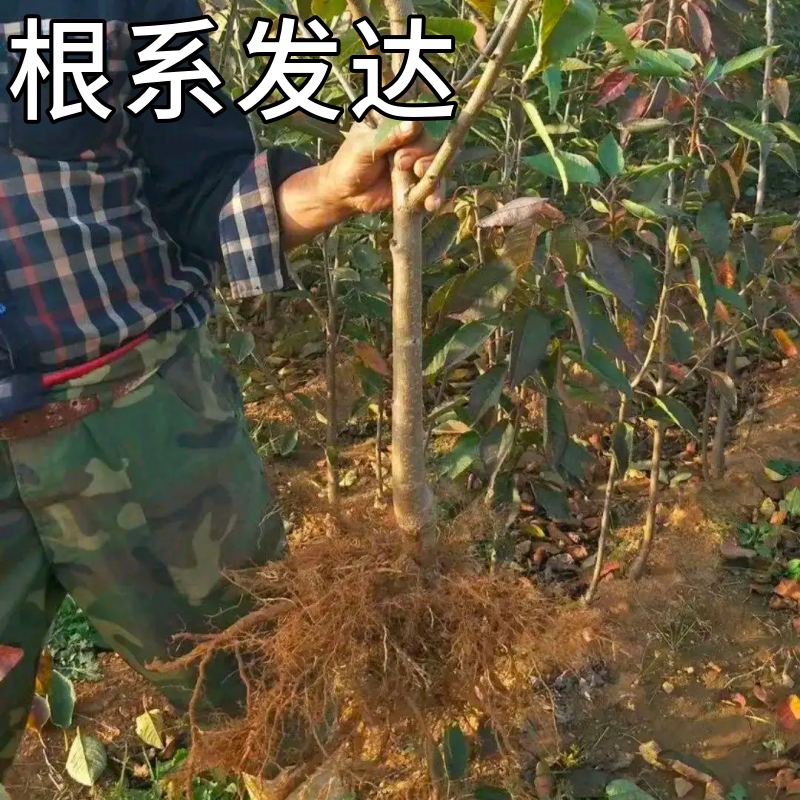 乌皮樱桃苗南北方阳台盆栽庭院地栽耐寒特大嫁接樱桃树当年结果 - 图1