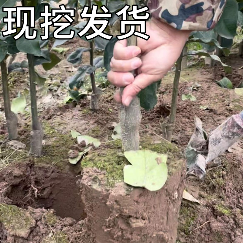 马家柚子树苗南北方庭院地栽特大红心蜜柚盆栽嫁接果树果苗当年结 - 图0