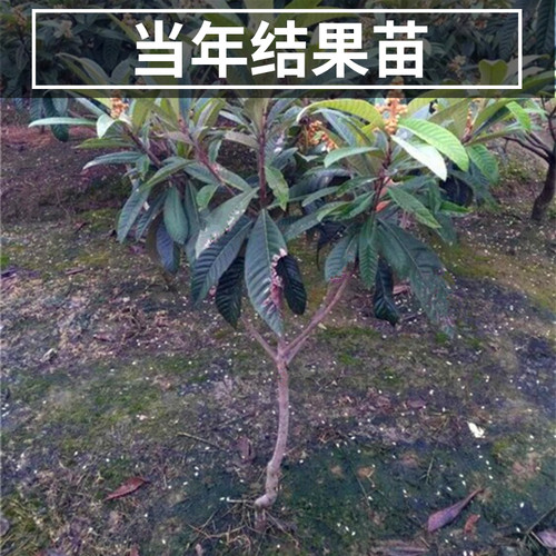白玉枇杷树果苗南北方庭院耐寒大树带土盆栽嫁接琵琶大果当年结果 - 图0