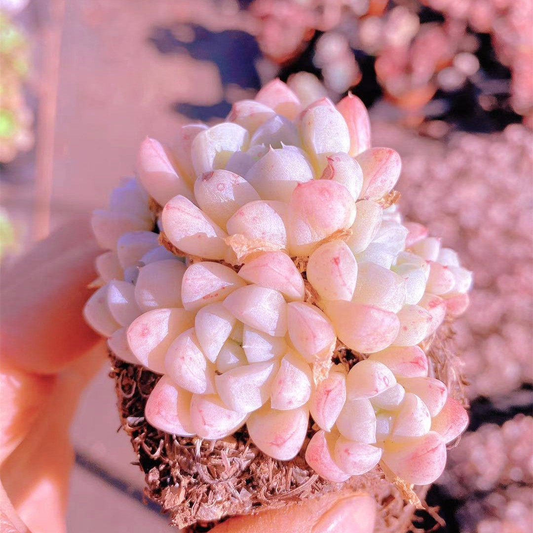 雅典娜多肉  月影杂交新品韩货进口稀有品种月影杂交新品多肉植物