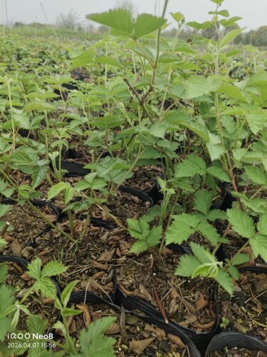 【树莓】钵苗带原土可盆栽地栽庭院种植(红莓，黄莓，黑莓) - 图3