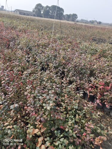 【南方地区种植】南高品种蓝莓苗 三年苗营养钵发货 新手推荐蓝莓 - 图3