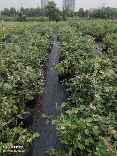 【南方地区种植】南高品种蓝莓苗 三年苗营养钵发货 新手推荐蓝莓 - 图3