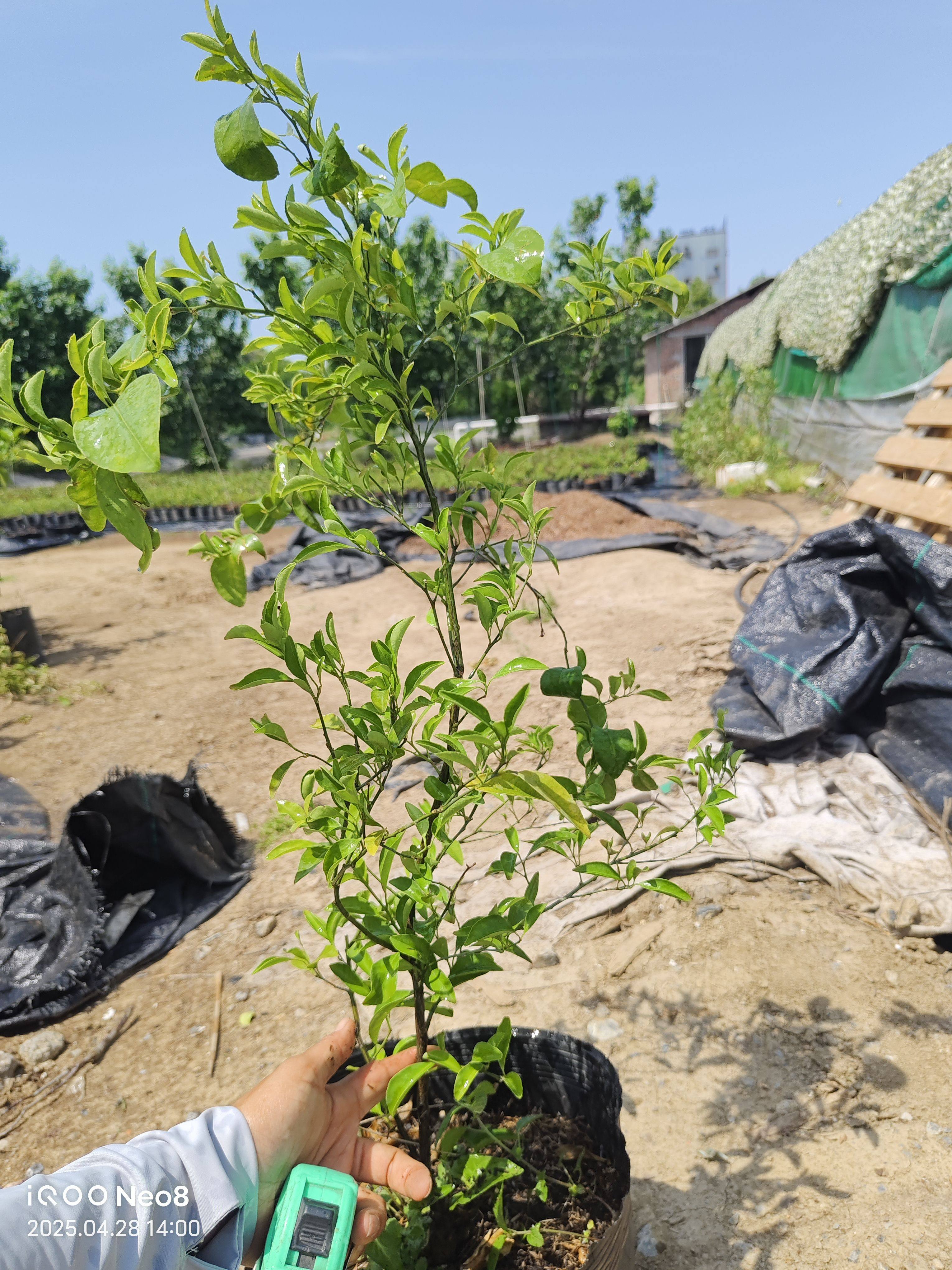 【香水柠檬】四季柠檬青柠檬香水柠檬钵苗可盆栽庭院种植,淘宝优惠券,粉丝福利购,淘宝优惠卷