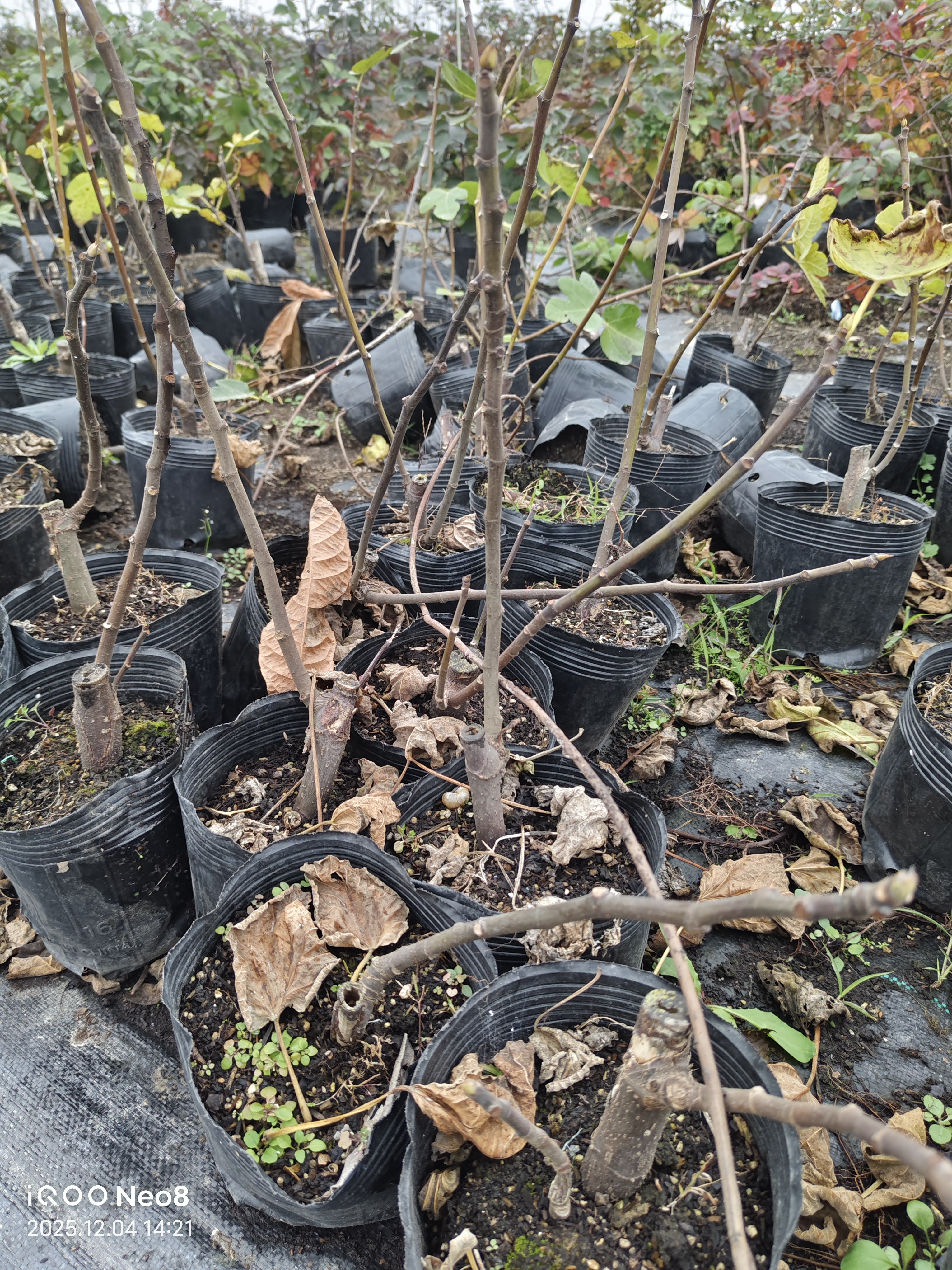 【无花果】无花果树苗青皮格莱斯盆栽地栽营养钵苗,淘宝优惠券,粉丝福利购,淘宝优惠卷