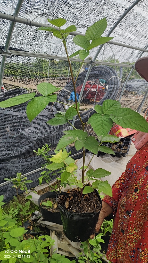 树莓钵苗带原土可盆栽地栽庭院种植(红莓，黄莓，黑莓) - 图3