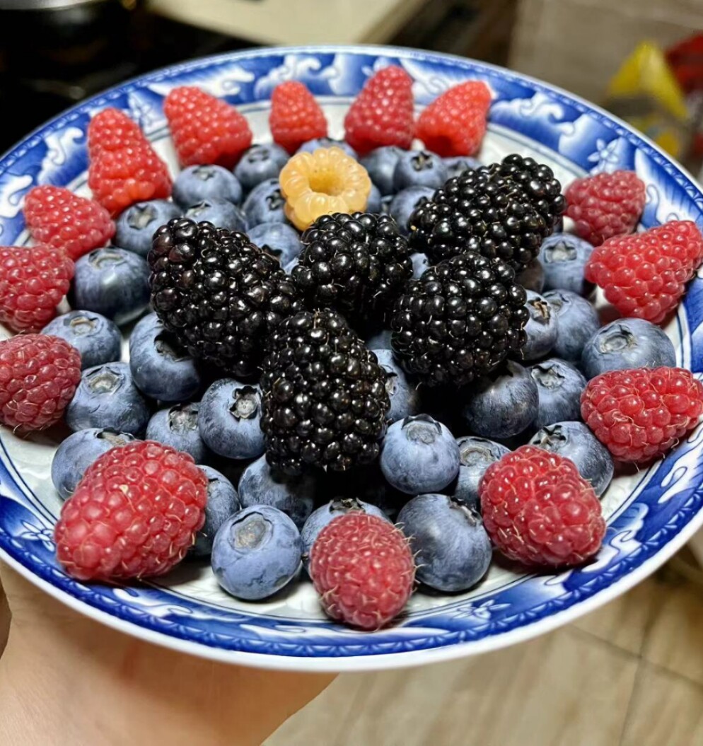 【树莓】钵苗带原土可盆栽地栽庭院种植(红莓，黄莓，黑莓),淘宝优惠券,粉丝福利购,淘宝优惠卷