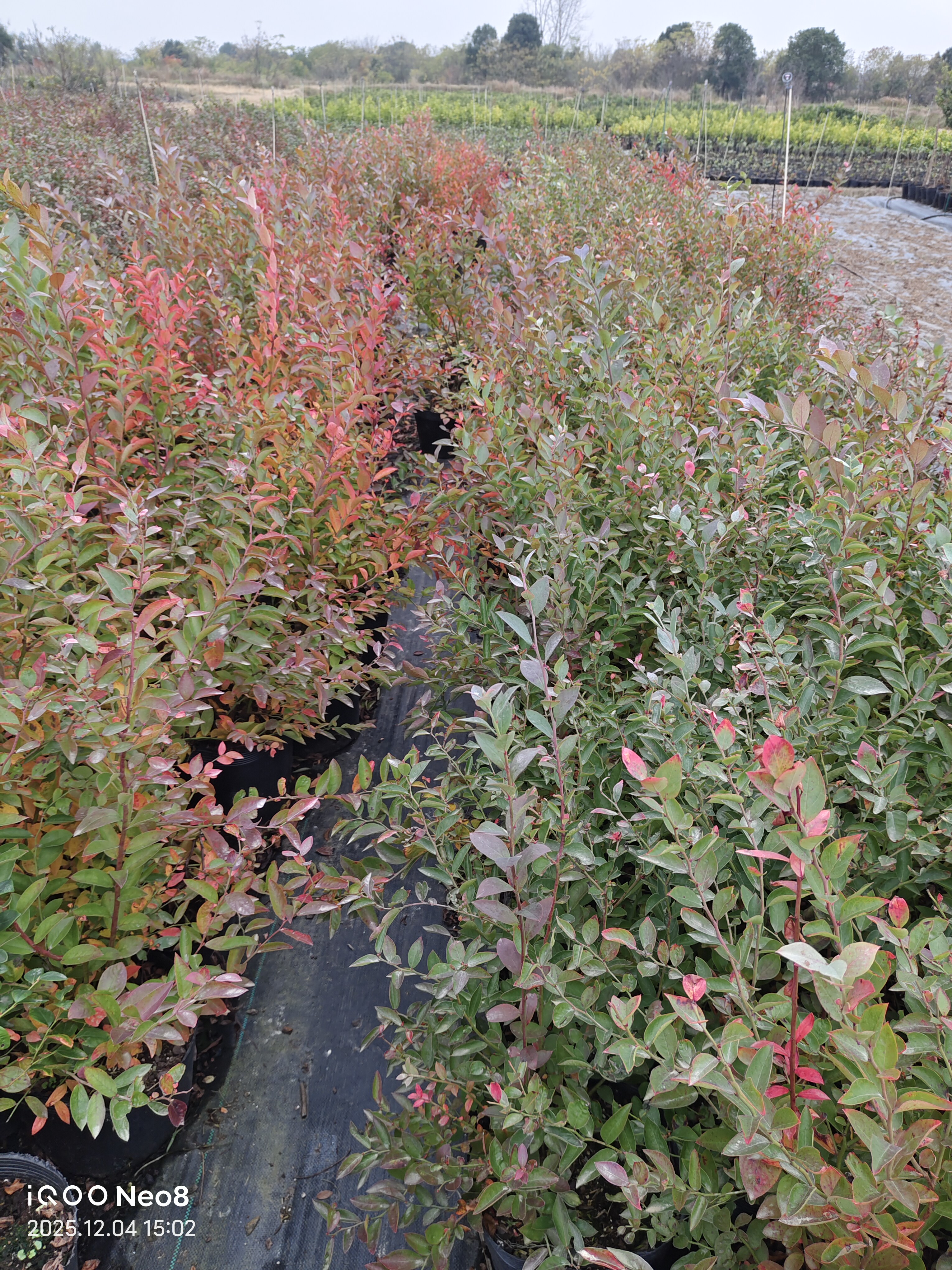 【兔眼蓝莓苗】树苗庭院阳台可种中钵(16*16)大钵(21*17，26*21),淘宝优惠券,粉丝福利购,淘宝优惠卷